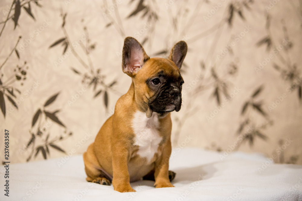 Beautiful puppy breed French Bulldog