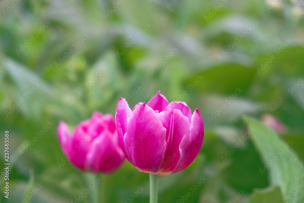 Close up.Beautiful Pink tulips blooming in garden,Tulip flower with green leaf background in tulip field at spring.