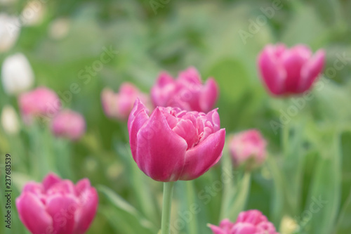 Blurred for Background.Beautiful Pink tulips blooming in garden Tulip flower with green leaf background in tulip field at spring.