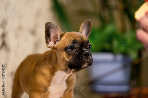 Beautiful puppy breed French Bulldog © Мария Старосельцева