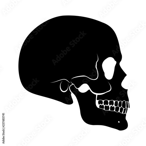Human Skull