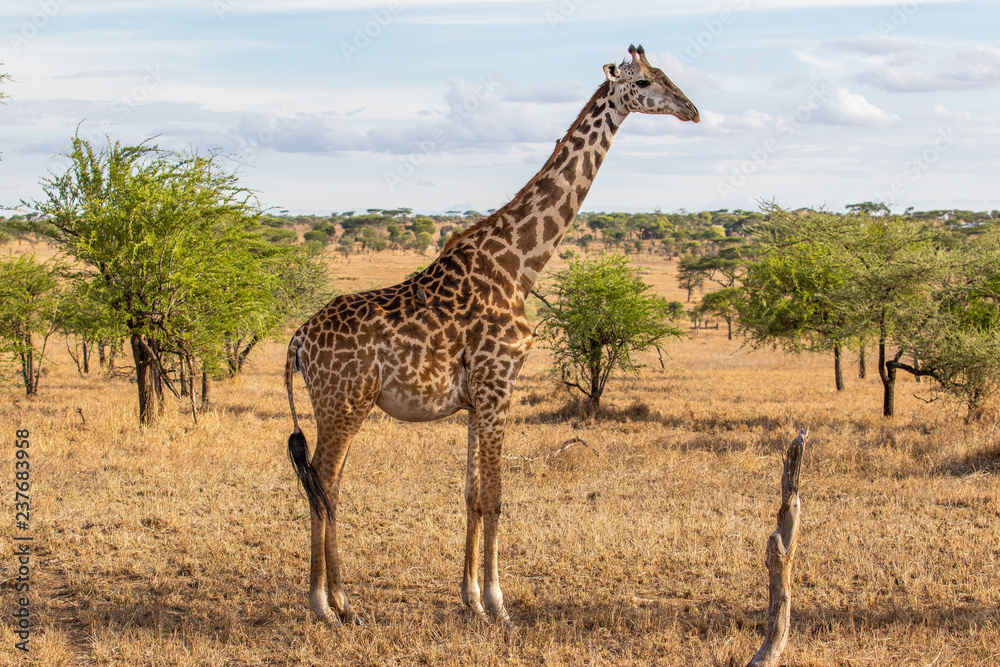 Obraz premium Giraffe