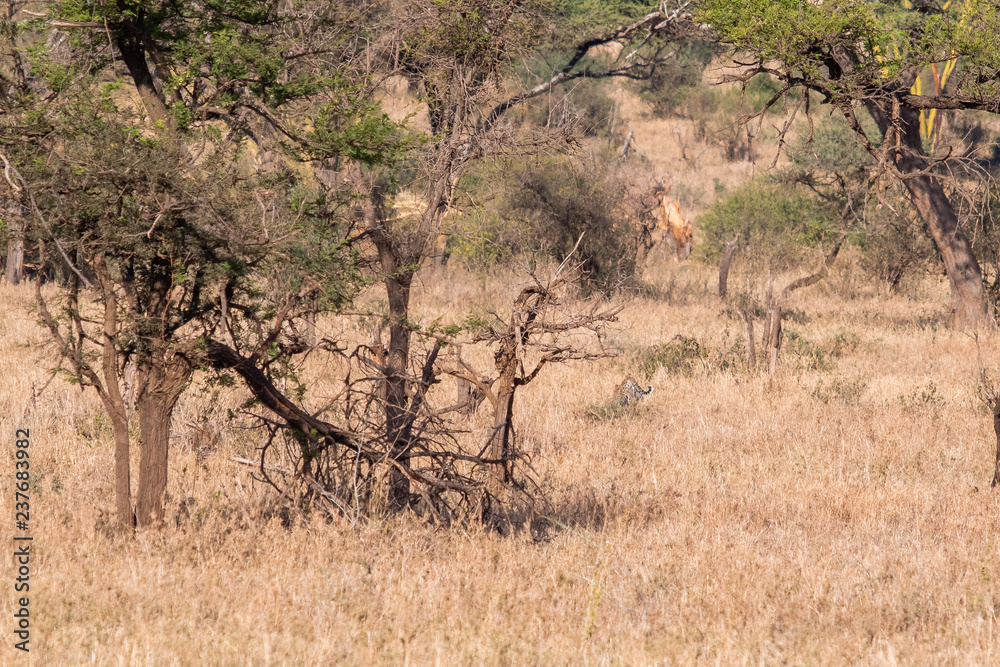 Leopard rennt weg Leopard rennt weg