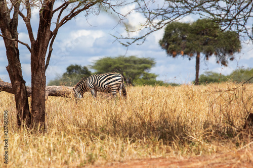 Zebra in der Savanna