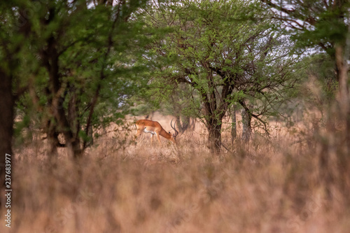 Bilde på lerret Impala am fressen