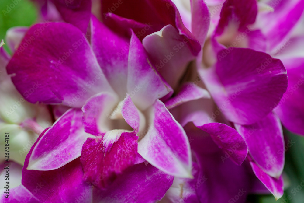 Naklejka premium Fiote orchid flowers on a background of green grass close
