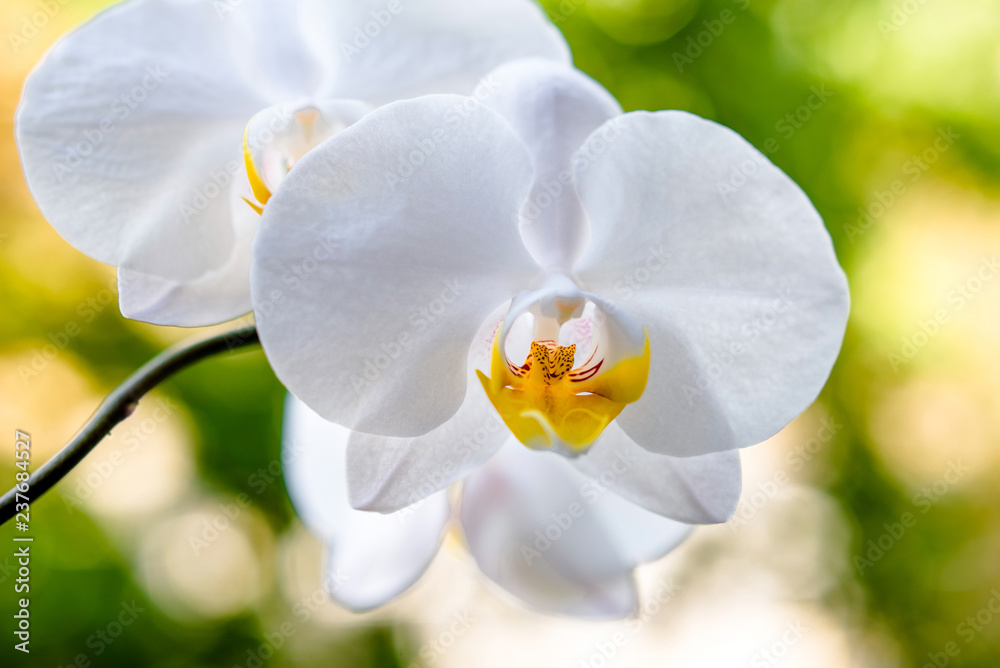 Branch of a white orchid on a green natural background Branch of a white orchid on a green natural background