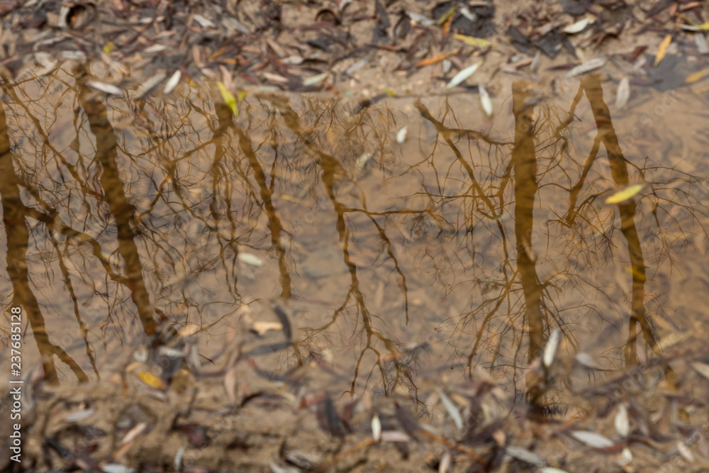 trees in the Bolu mountains reflected in a puddle