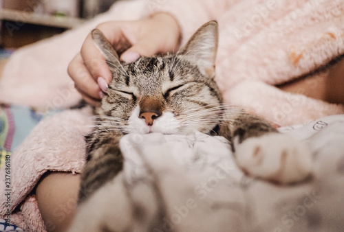 Fototapeta Naklejka Na Ścianę i Meble -  hand stroking cat, funny happy muzzle of cat, cat smiles