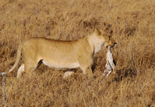 A female lion with a young mammal prey in its mouth in Serengeti Safari park in Tanzania, Africa