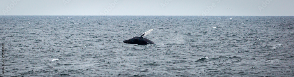 Obraz premium Humpback Whale