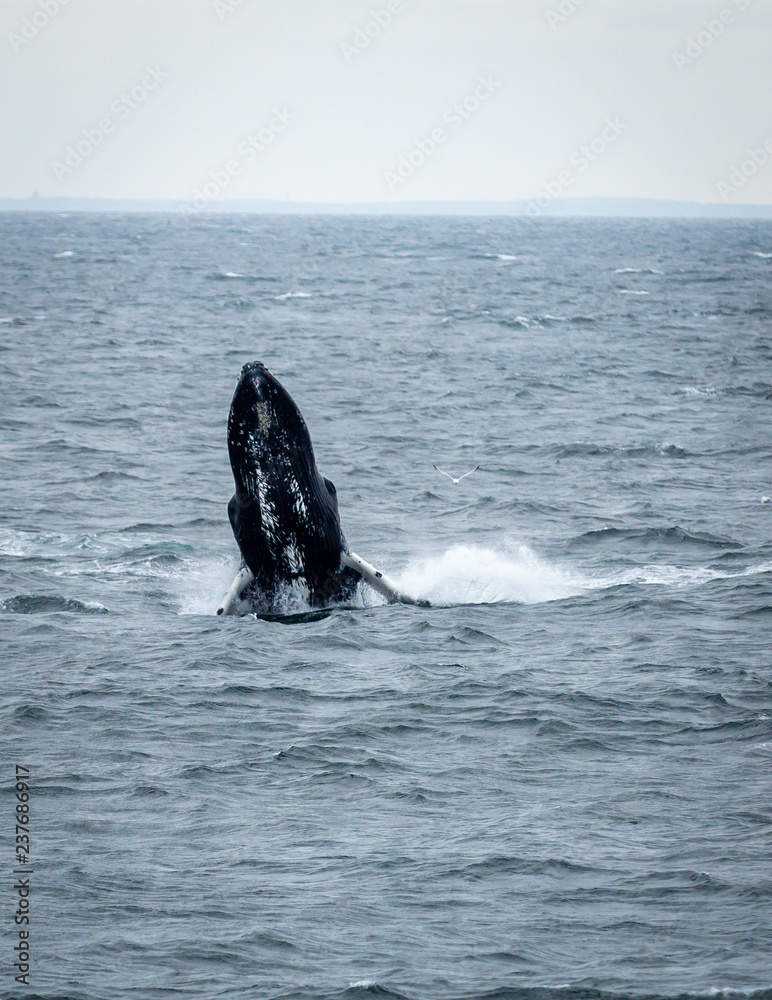 Fototapeta premium Humpback Whale