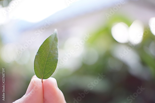 Women hand holding mini green leaf with nature background.