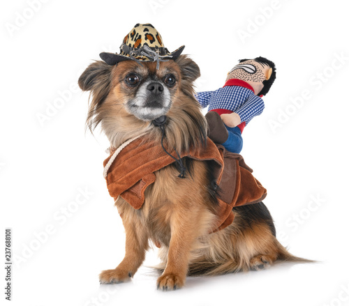 chihuahua and cowboy