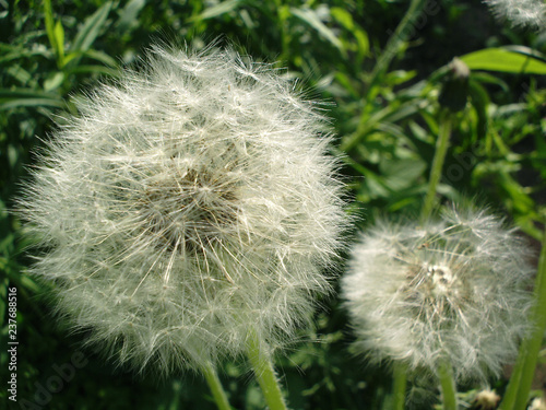 Close up of white fluffy balls of dandelions on the background of greenery in the sunlight.