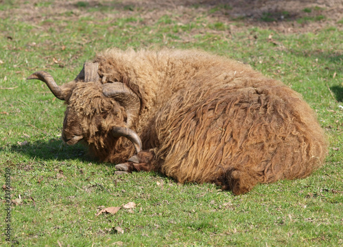 Mouton Roux du Valais appelé aussi roux du Pays couché dans l'herbe
