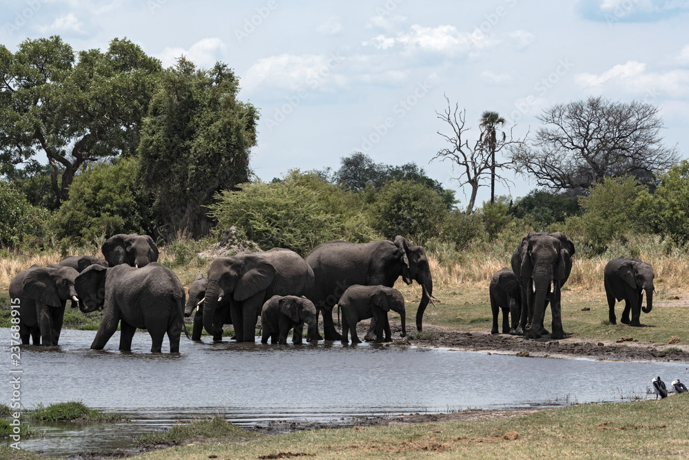Obraz premium Elephant group taking bath and drinking at a waterhole in Chobe National Park, Botswana