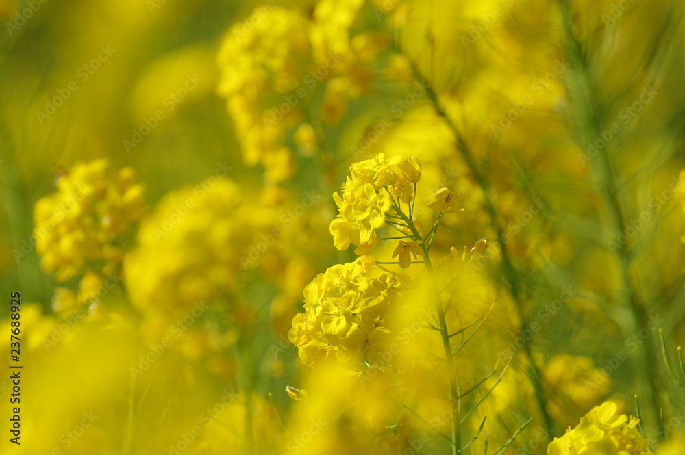 菜の花畑