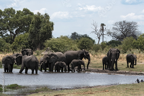 Elephant group taking bath and drinking at a waterhole in Chobe National Park, Botswana