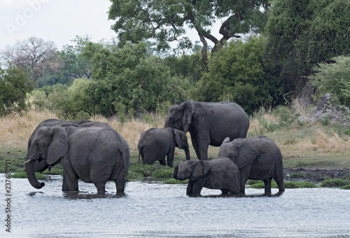 Elephant group taking bath and drinking at a waterhole in Chobe National Park  Botswana