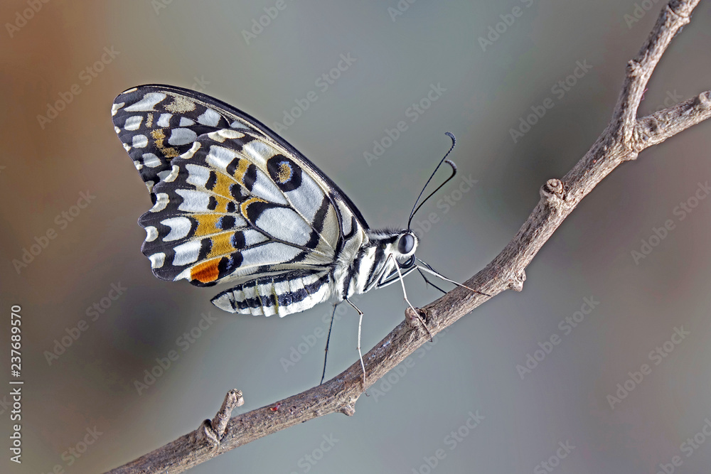Papilio demoleus known as the common lime butterfly, lemon butterfly, lime swallowtail, small