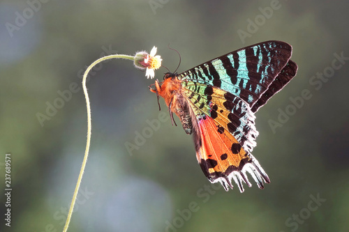 Photography Madagascan Sunset Moth (Chrysiridia rhipheus) , One of world's  most impressive coloful  and beautiful with iridescent parts of the wings