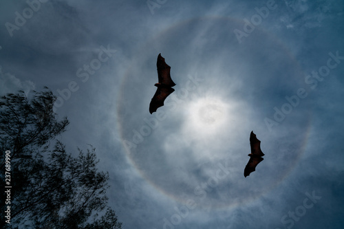 Canvas Print Full Moon Halo flying bats at night