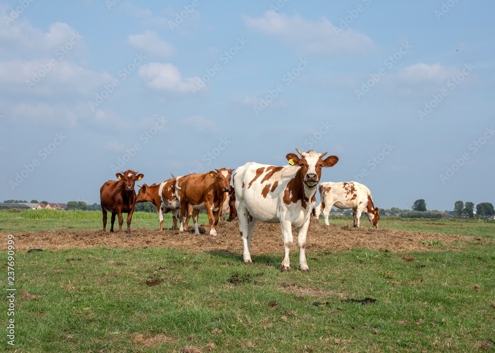 Group of young cows, heifers, red and white with horns standing together on a meadow under a blue sky with a few clouds at the horizon.