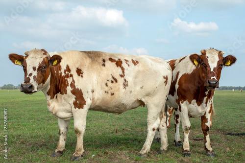 Two red and white young cows with tears, horns and black nose and hooves, standing in a meadow.