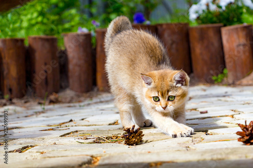 A cute Golden British kitten stretches out walking in the garden on a sunny summer day and looks at a pine cone lying next to it.
