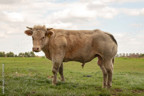 Young white muscular beef bull with horns is standing in a meadow, showing willy and scrotum.