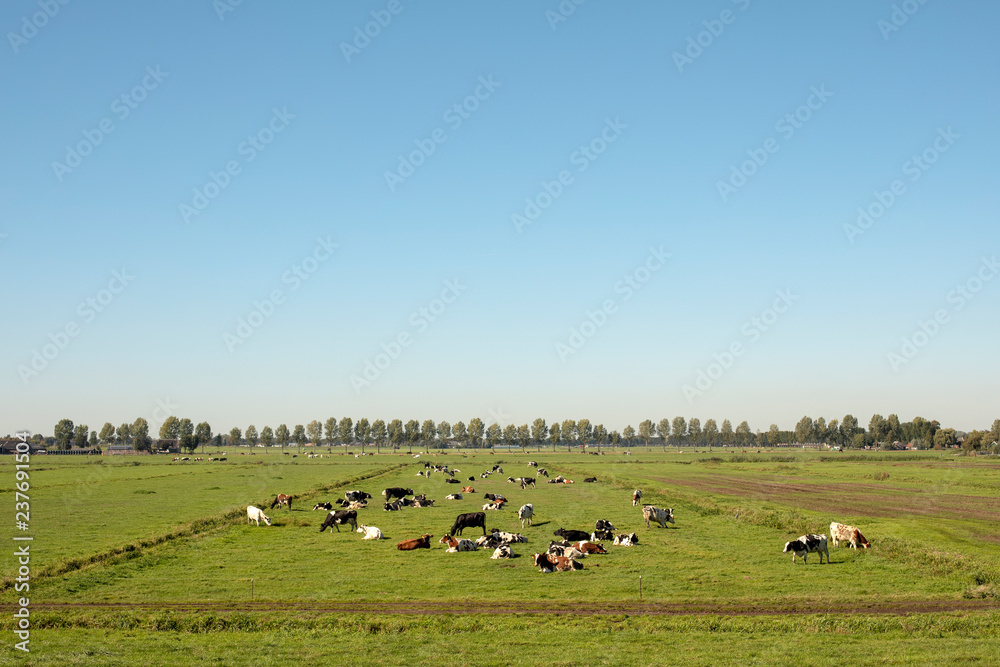 Herd of cows lying down on a meadow in flat dutch landscape with trees at the horizon.