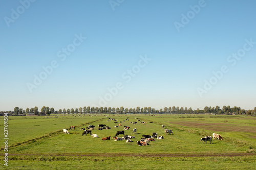 Herd of cows lying down on a meadow in flat dutch landscape with trees at the horizon.