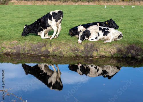 Reflection of black pied cows on the bank of a creek, one is kneeling or getting up. © Clara