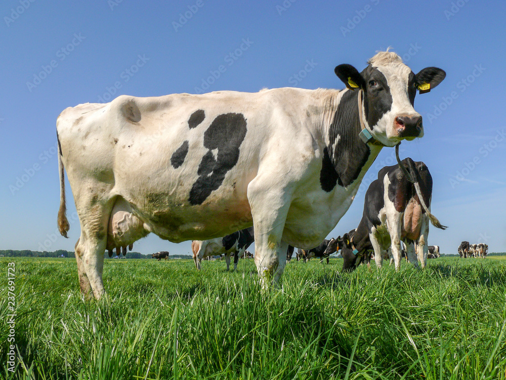 Black pied cow with full udder standing in a pasture with colllar and ear tags and a blue sky. Black pied cow with full udder standing in a pasture with colllar and ear tags and a blue sky.