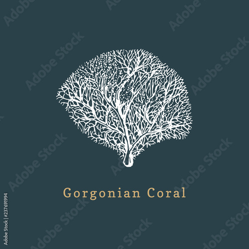 Gorgonian coral vector illustration. Drawing of sea polyp on dark background.