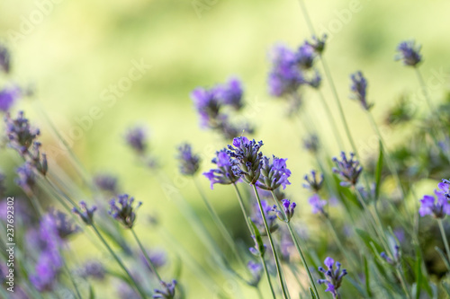 lavender flowers in bloom on the field in macro