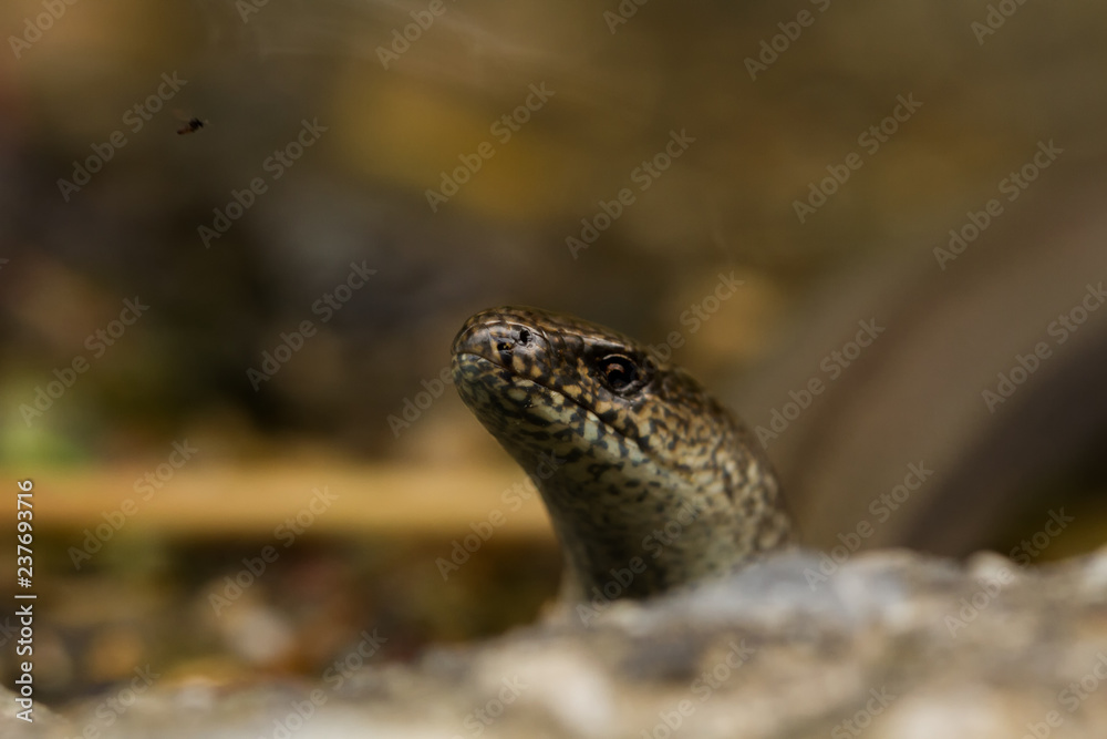 Blindschleiche Blindschleiche