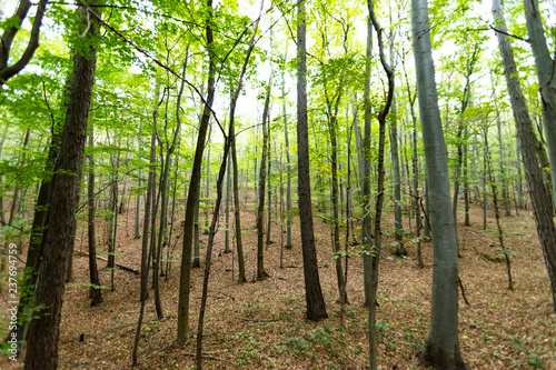 green forest background 