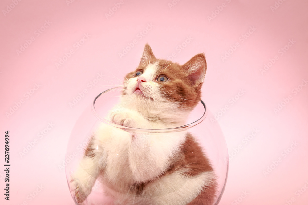 Playful kitten on a pink background. For advertising image. Romantic kitten.