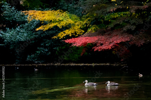 Couple of spot billed ducks swim on a pond below multicolored autumn trees.