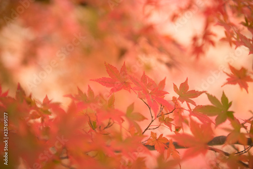 autumn   fall    leaves   autumnleaves 