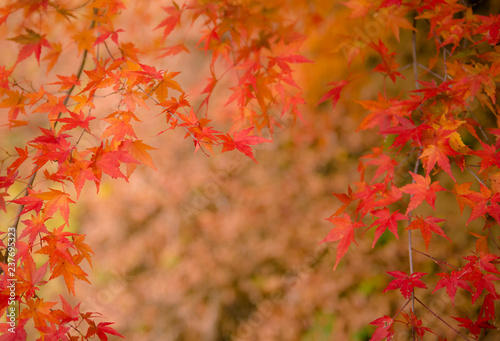 autumn   fall    leaves   autumnleaves 