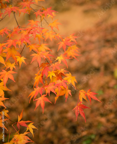 autumn   fall    leaves   autumnleaves 