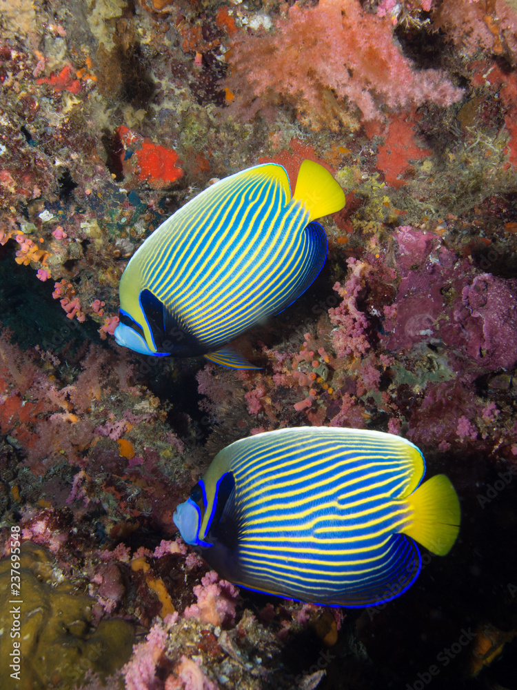 Fototapeta premium Two emperor angel fish