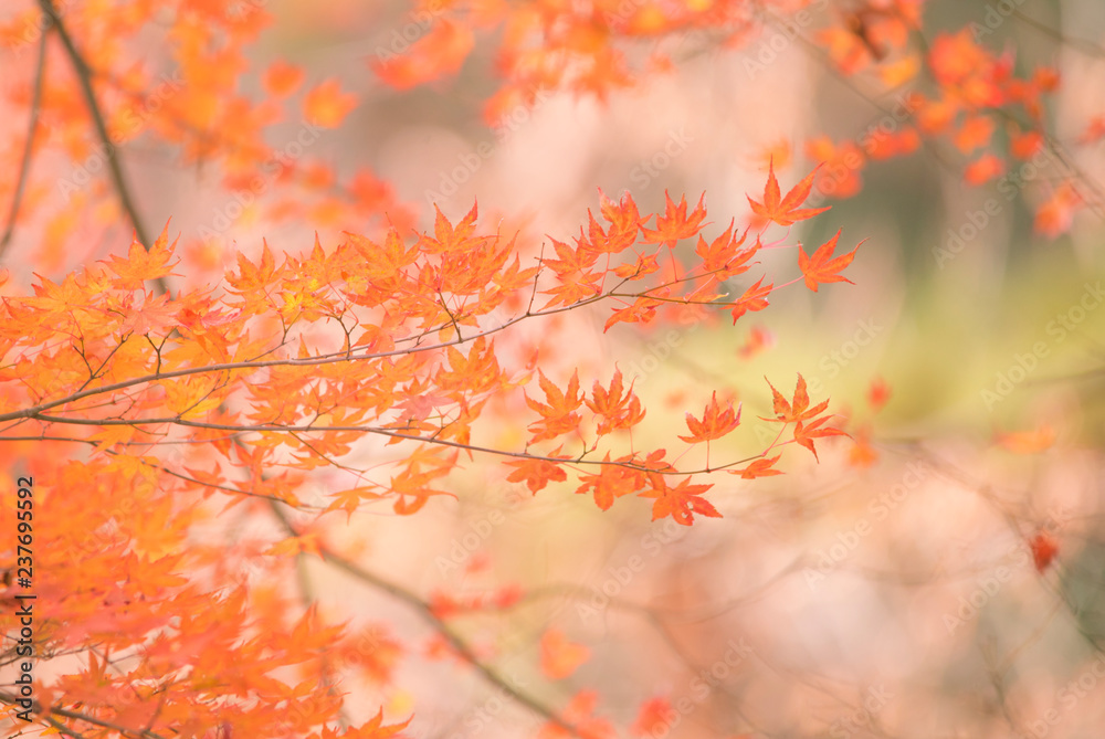 autumn（fall） leaves　autumnleaves 