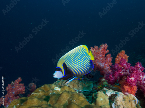 Emperor angel fish with red and purple soft corals on a coral reef
