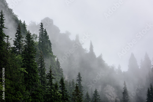 Fototapeta Naklejka Na Ścianę i Meble -  Fog in hight mountain landscape. Overhanging cliffs with tree.