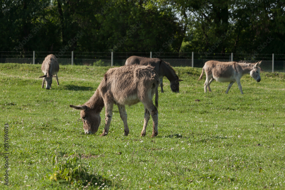 Obraz premium Donkeys grazing on the meadow