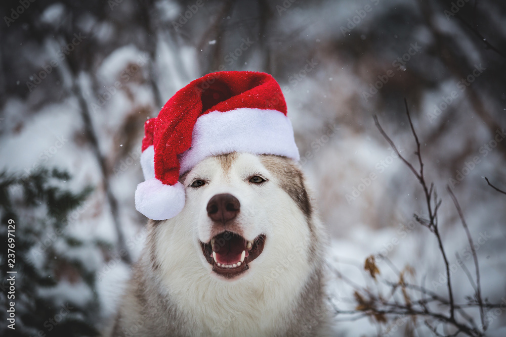 Close-up Portrait of cute happy Siberian Husky dog wearing santa claus hat in the winter forest on snow background